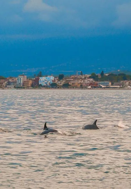 Ricerca delfini con apericena a bordo e sosta bagno da Giardini Naxos