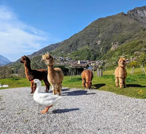 Walk with alpacas in Losine, Val Camonica