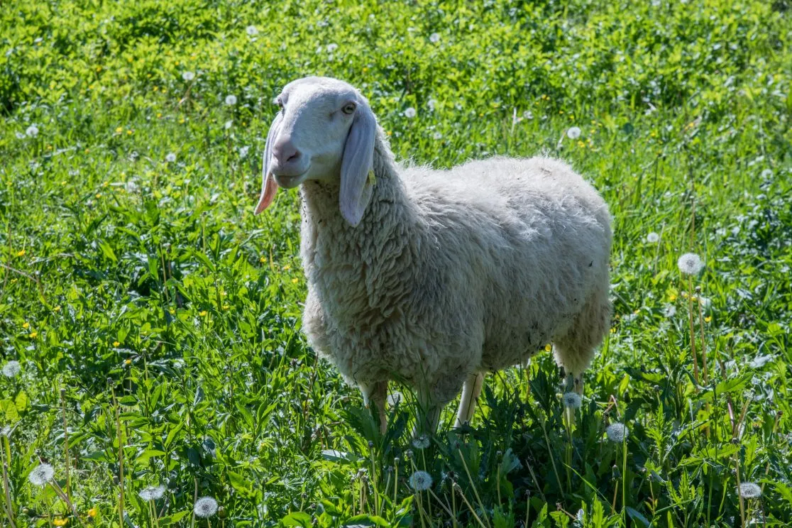 Typical dinner in farmhouse outside Bergamo in Cenate Sopra