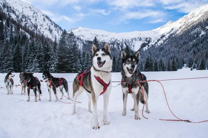 Sleddog a Pinzolo con cani da slitta