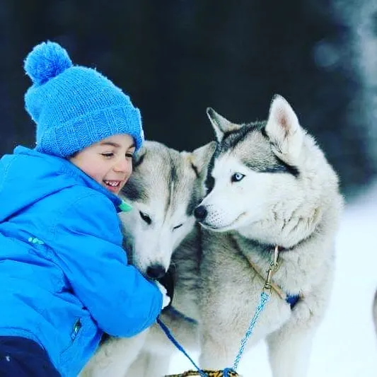 Sleddog a Pinzolo con cani da slitta