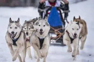 Sleddog a Pinzolo con cani da slitta