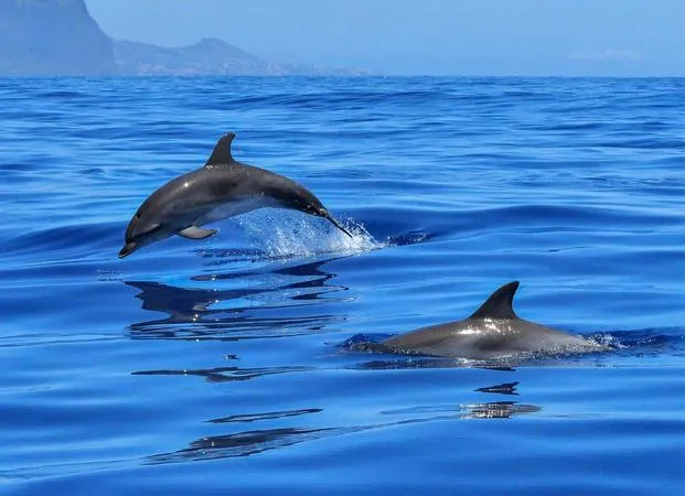 Escursione in barca con avvistamento delfini da Olbia