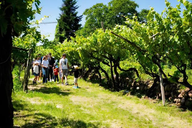 Degustazione vini all'Azienda Agricola Fugolo in Valpolicella