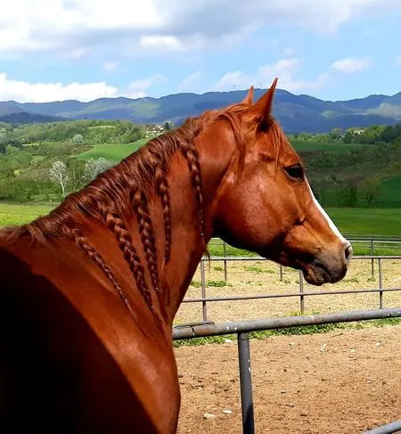 Horse riding in the Maremma in Suvereto, Tuscany