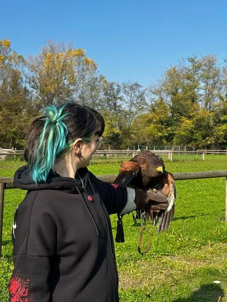 Falconiere per un giorno fuori Piacenza