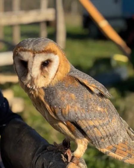 Battesimo del guanto