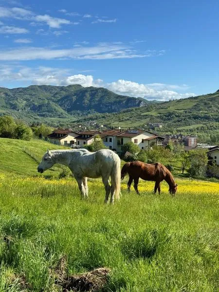 Passeggiata a cavallo sulle colline emiliane a Vergato
