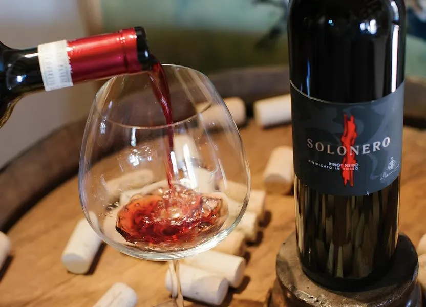 Wine tasting and visit to vineyards in the Oltrepò Pavese area