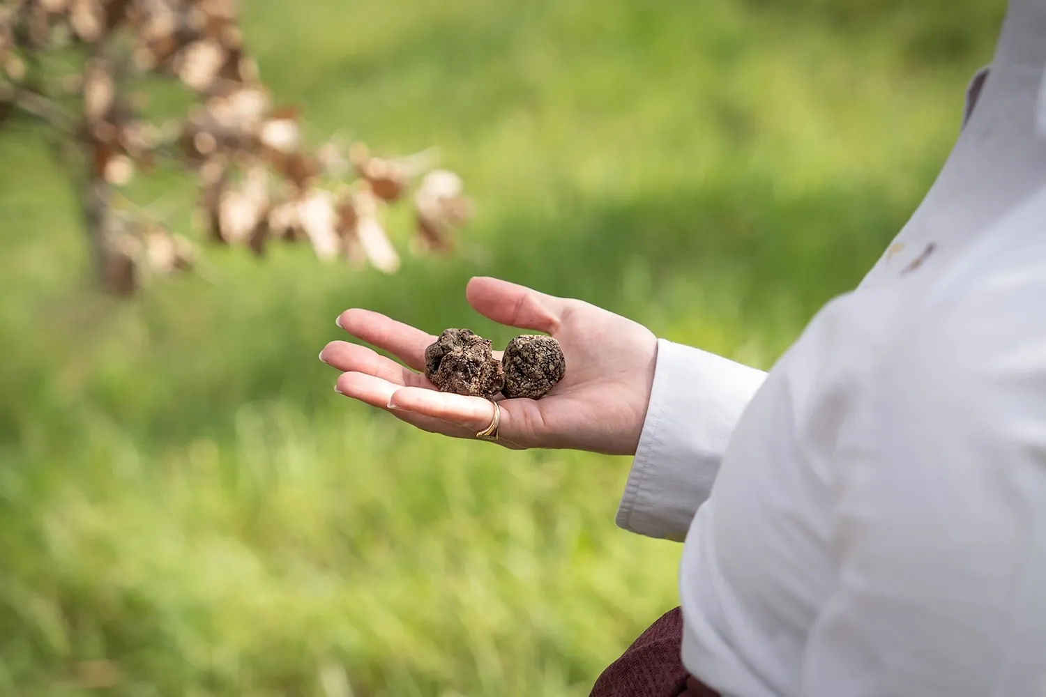 Truffle hunting in Volterra