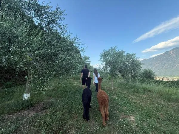 Walk with Alpaca at Lake Moro
