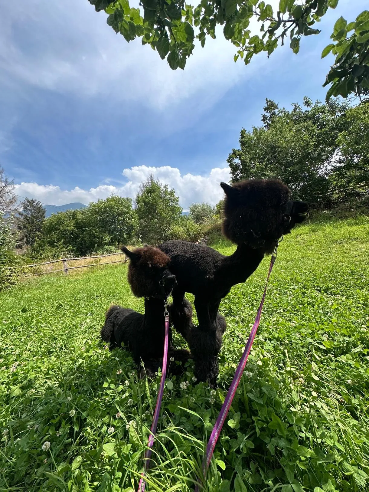 Passeggiata con Alpaca al Lago Moro