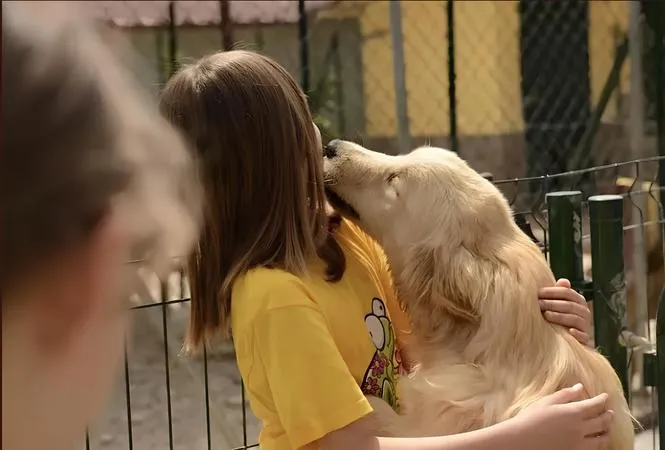 Visita guidata di gruppo in un allevamento di Golden Retriever in provincia di Roma