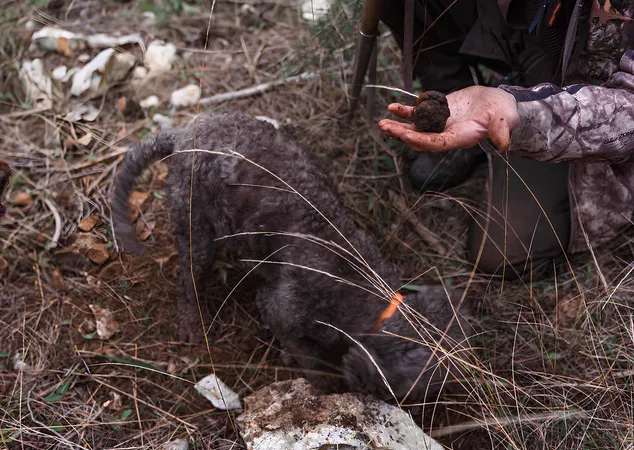 Caccia al tartufo con degustazione e pranzo ad Alberobello