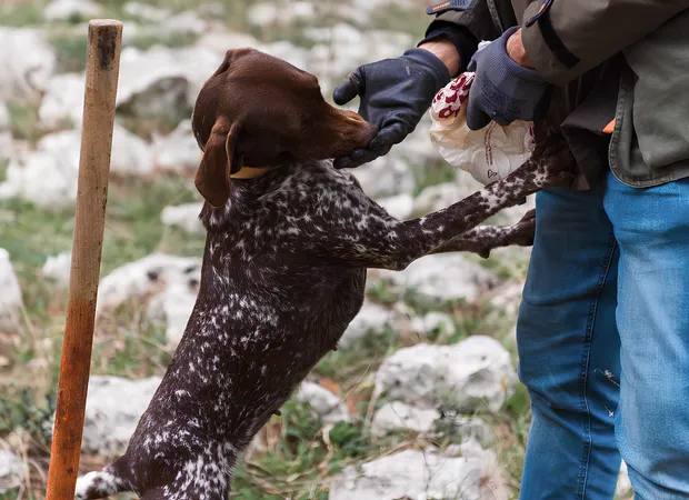 Truffle hunting with tasting and lunch in Alberobello