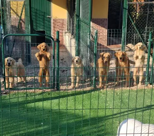Visita guidata esclusiva in un allevamento di Golden Retriever in provincia di Roma