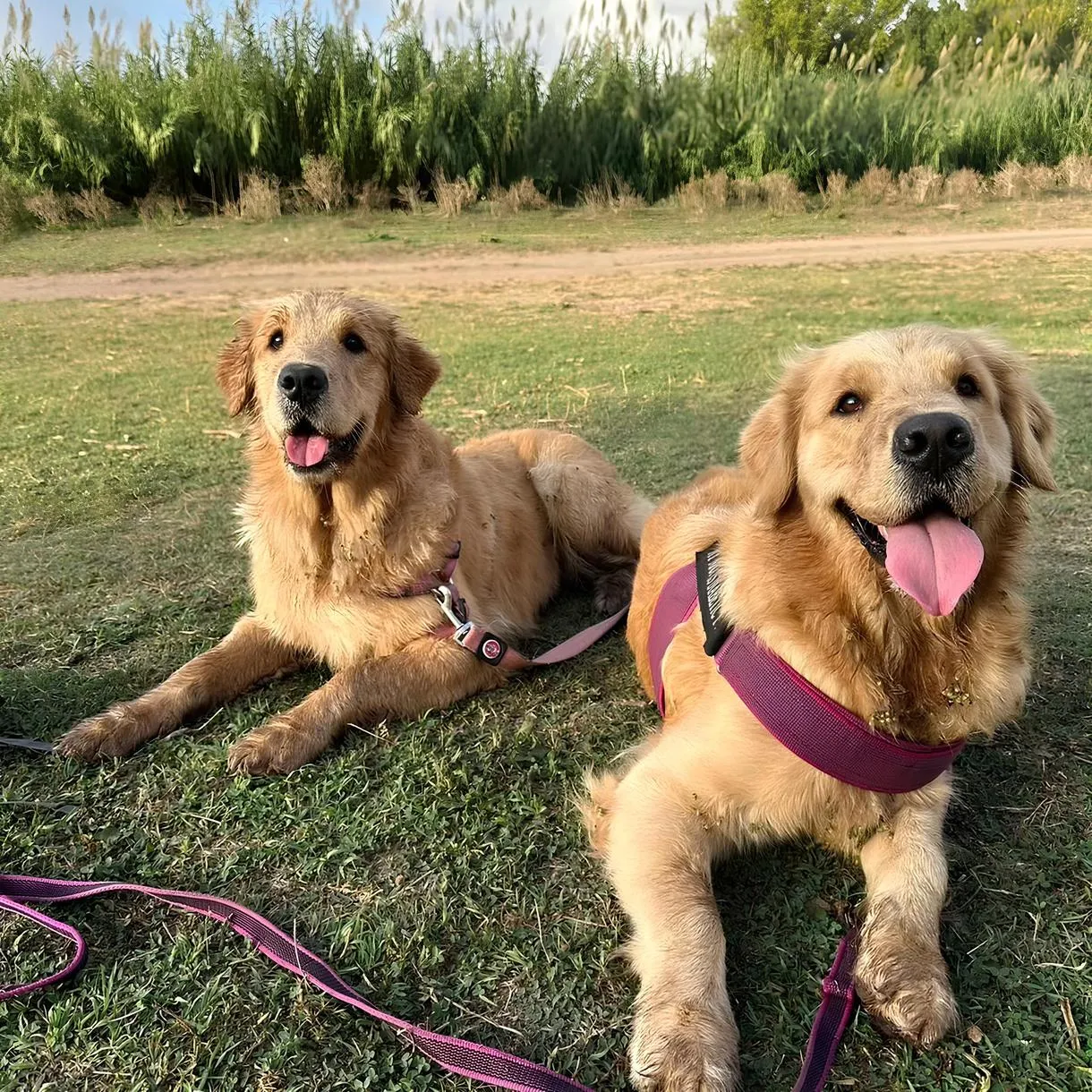 Visita guidata esclusiva in un allevamento di Golden Retriever in provincia di Roma
