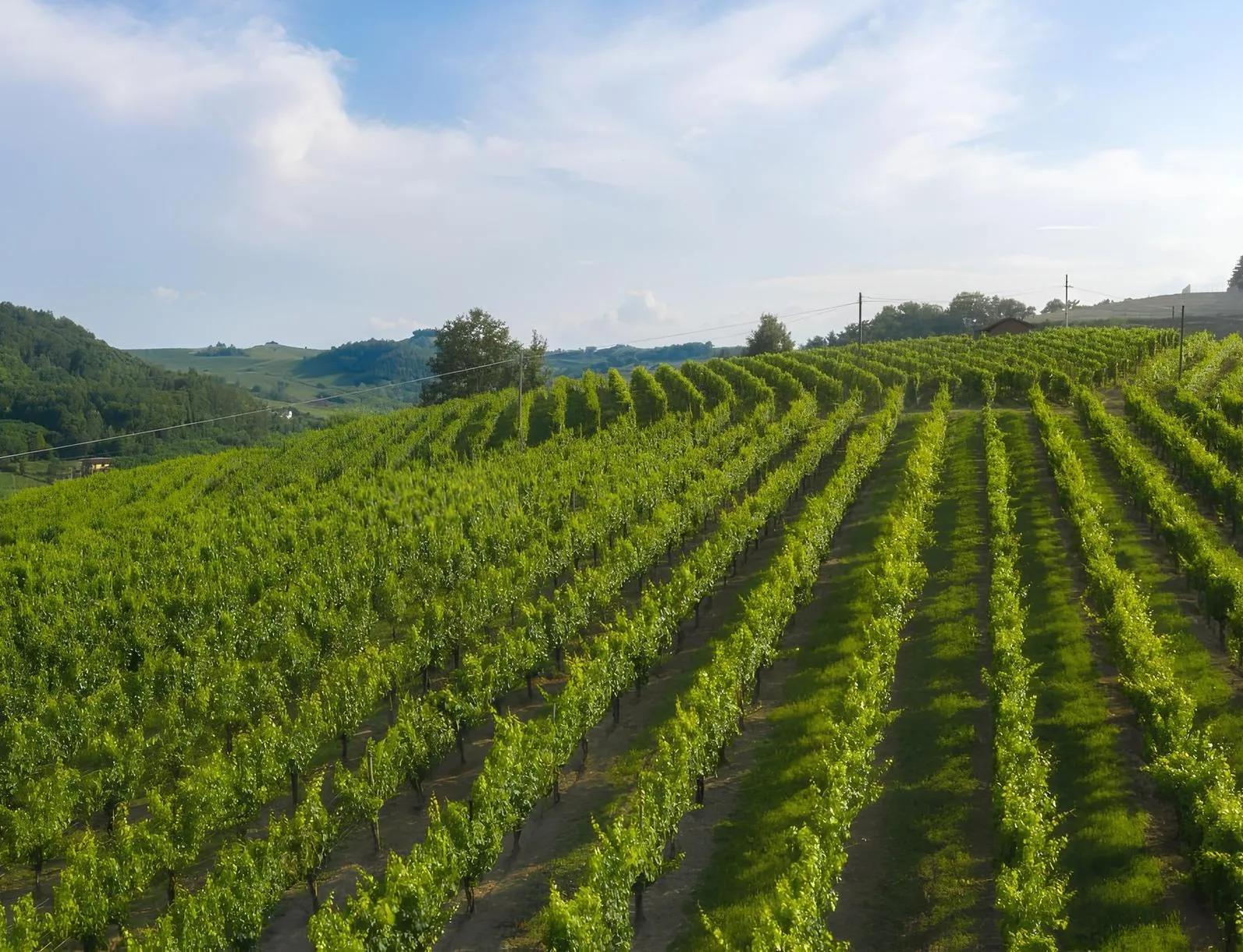 Degustazione vini con tour in vigna nell'Alto Monferrato