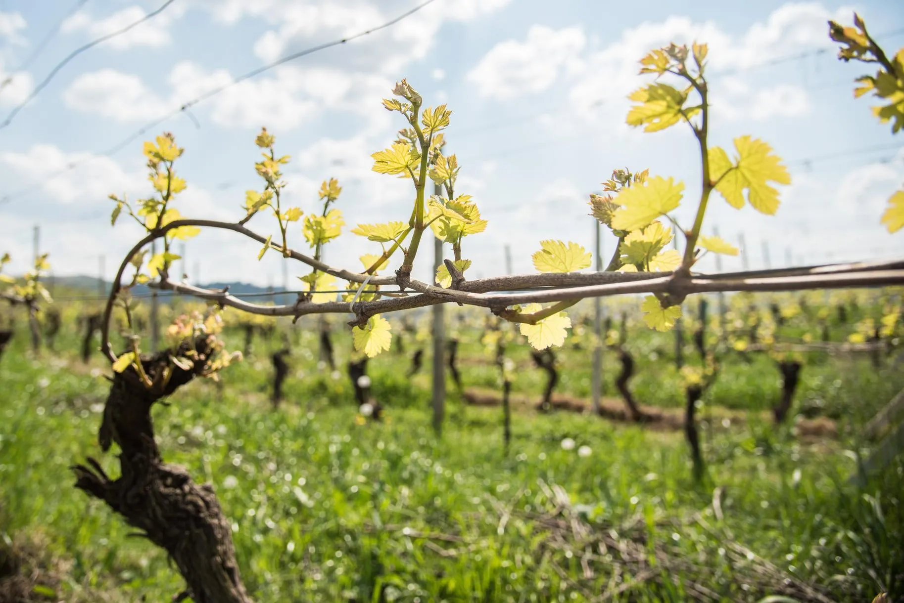 Visita in cantina e degustazione vini biologici nelle Langhe a Neive