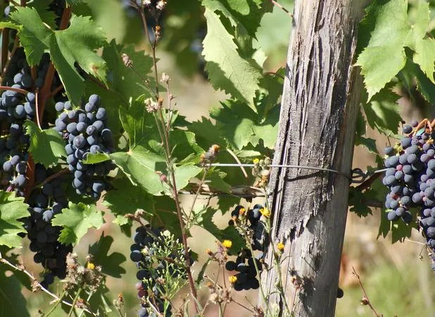 Degustazione di vini e olio con visita in cantina e in vigneto