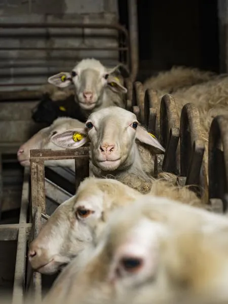 Visita e degustazione di formaggio nelle Langhe a Bossolasco