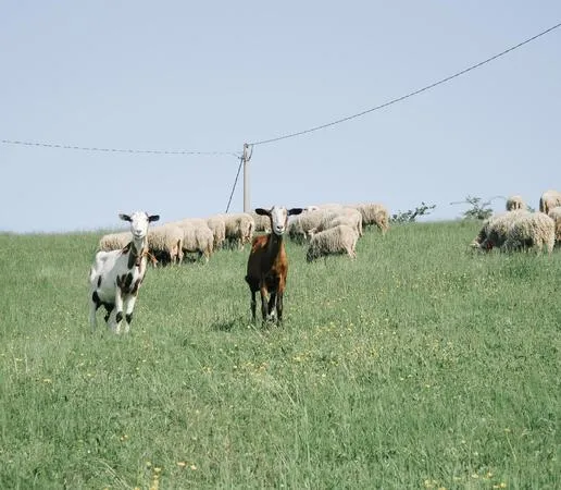 Visita e degustazione di formaggio nelle Langhe a Bossolasco