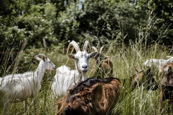 Fattoria didattica sul formaggio tra Langhe e Roero