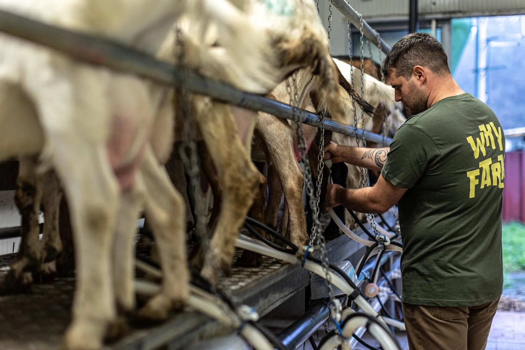 Contadino per un giorno e degustazione di prodotti locali vicino al Lago Maggiore