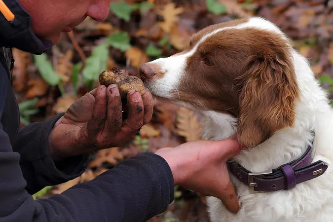 Caccia al tartufo e picnic nelle Langhe