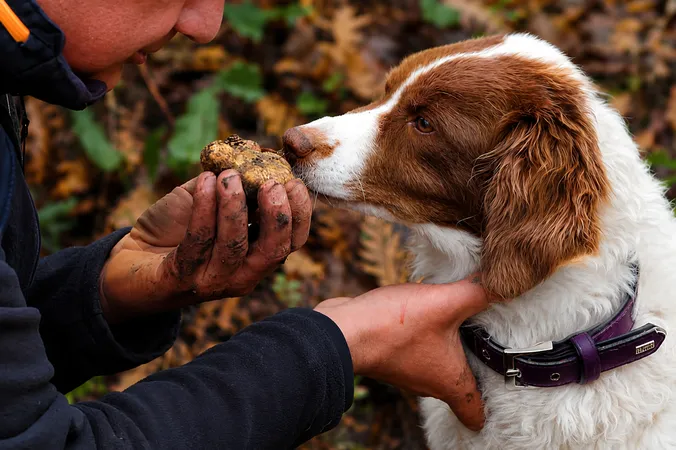Caccia al Tartufo nelle Langhe a Lequio Tanaro