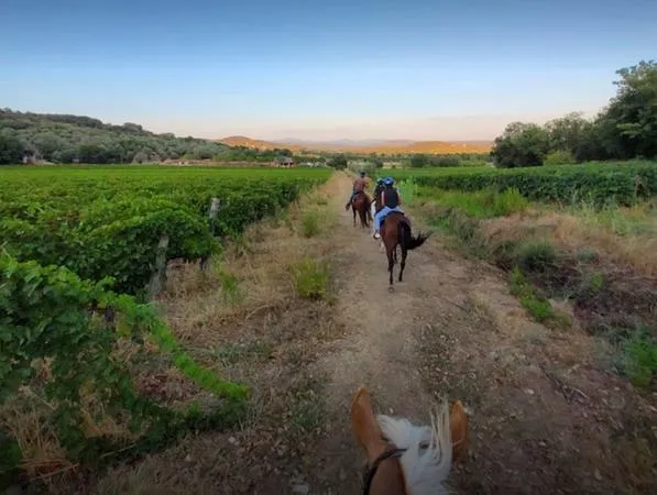 Passeggiata a cavallo e degustazione di vino
