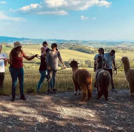 Passeggiata con alpaca e picnic a Tortona