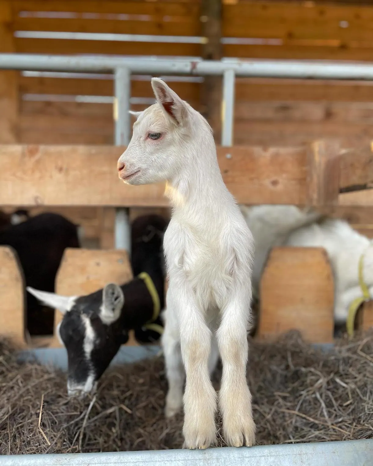 Visita in fattoria e degustazione di prodotti tipici a Sondrio