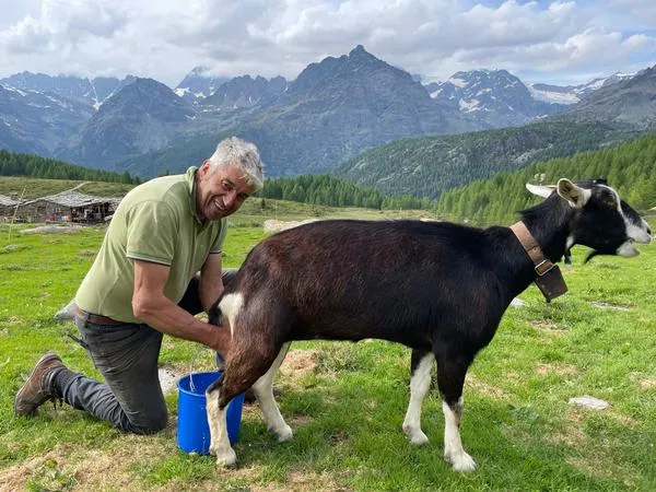 Visita in alpeggio e degustazione di prodotti tipici a Lanzada in Valtellina
