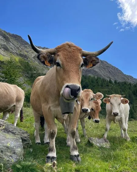 Visita in alpeggio e degustazione di prodotti tipici a Lanzada in Valtellina