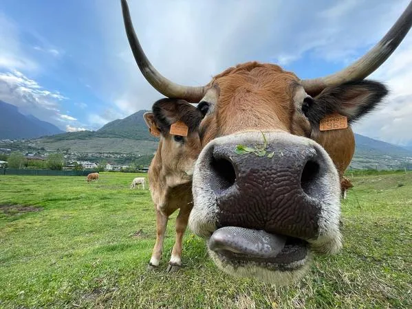 Visita in alpeggio e degustazione di prodotti tipici a Lanzada in Valtellina
