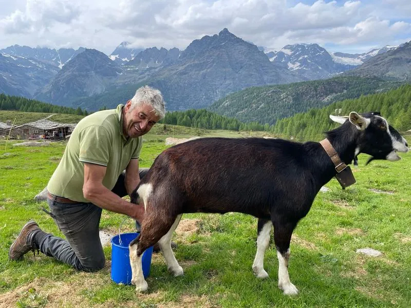 Visita in alpeggio e degustazione di prodotti tipici a Lanzada in Valtellina