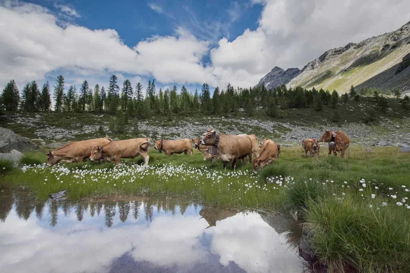 Visita in alpeggio e degustazione di prodotti tipici a Lanzada in Valtellina