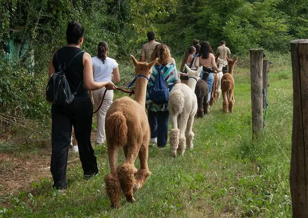 Passeggiata con alpaca a Torino