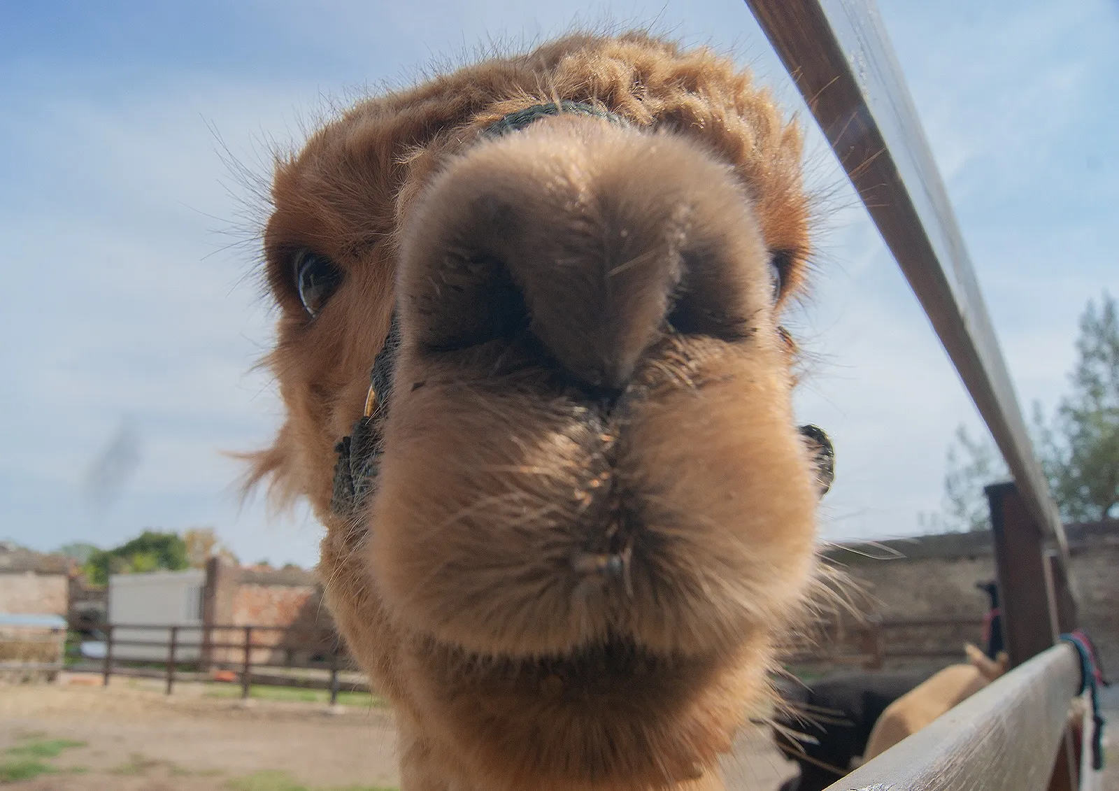 Passeggiata con alpaca a Torino