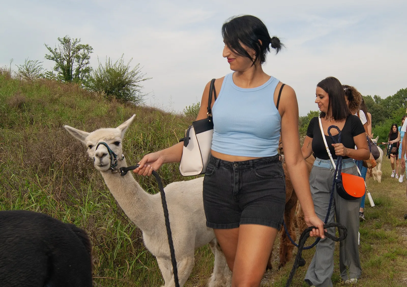 Passeggiata con alpaca a Torino