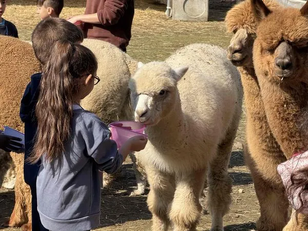 Fattoria didattica con alpaca a Torino