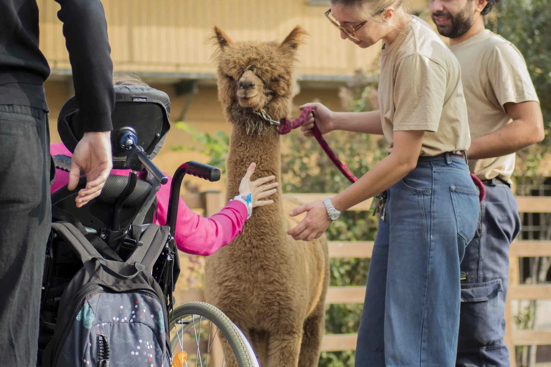 Fattoria didattica con alpaca a Torino