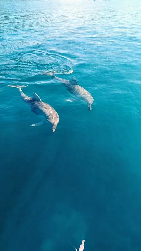 Escursione in barca da Golfo Aranci con avvistamento delfini