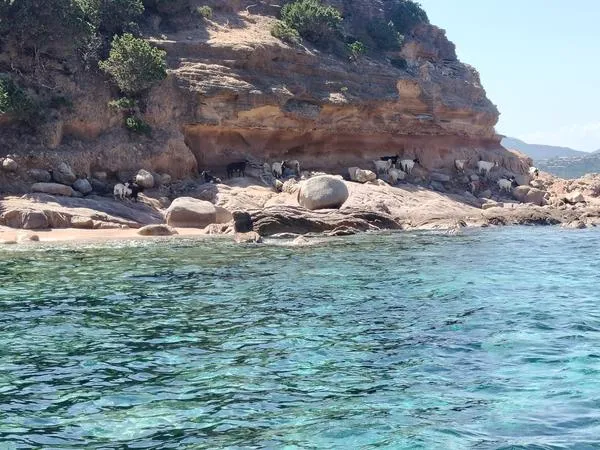Boat excursion from Golfo Aranci with dolphin sighting