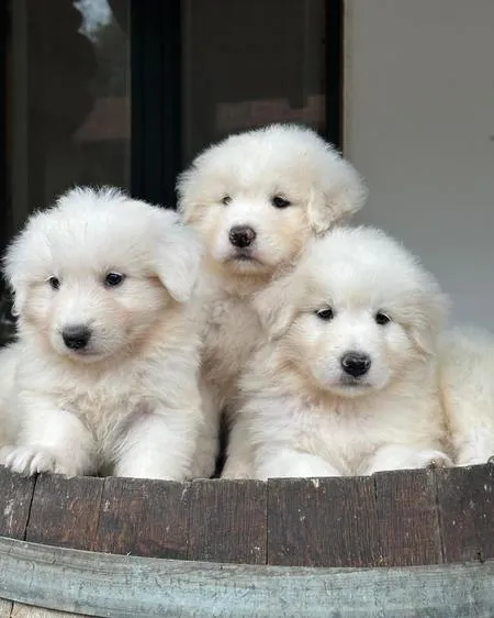 Visiting puppies at the kennel in Tortona