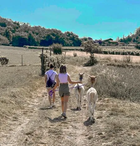 Passeggiata con alpaca e degustazione vini a Tortona