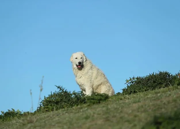 Vivi il branco per un giorno
