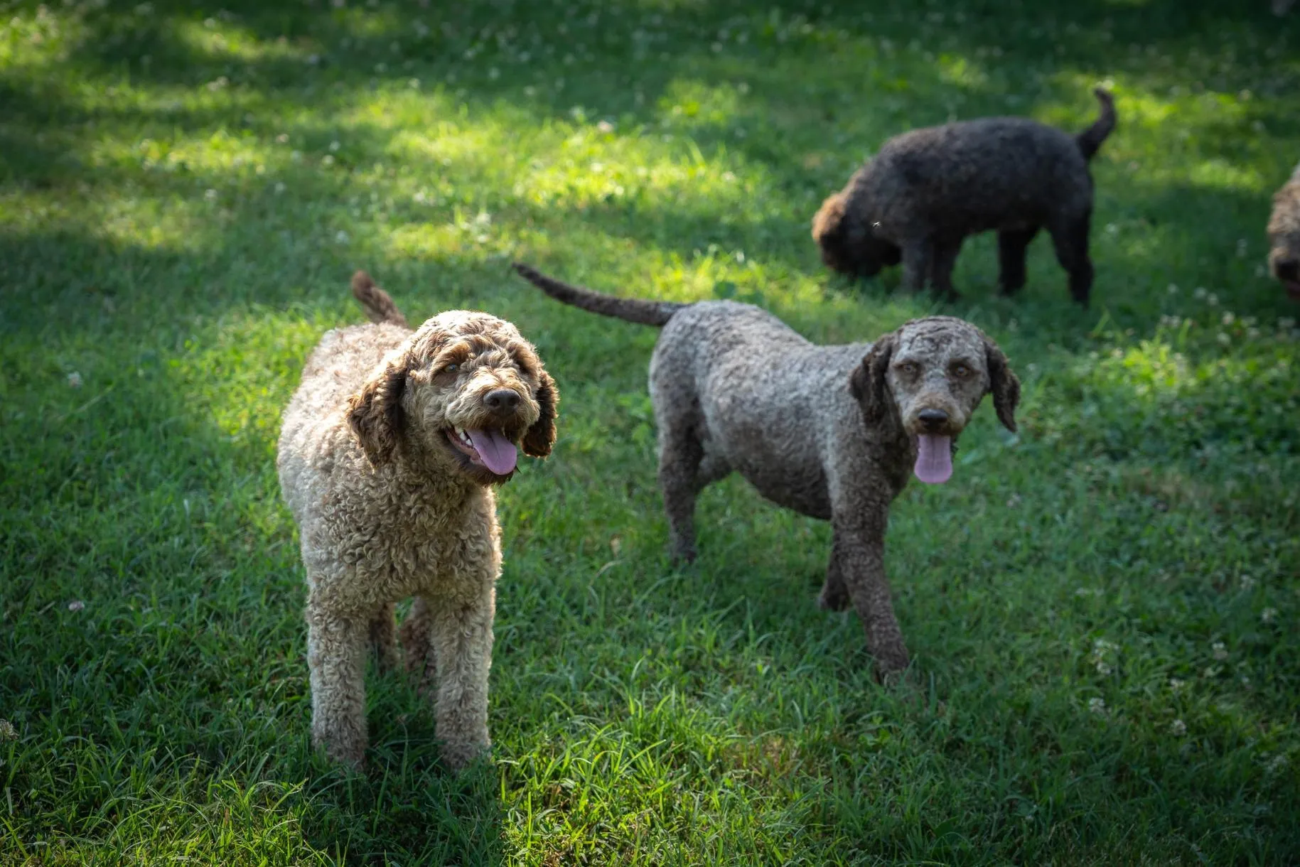 Caccia al Tartufo fuori Tortona