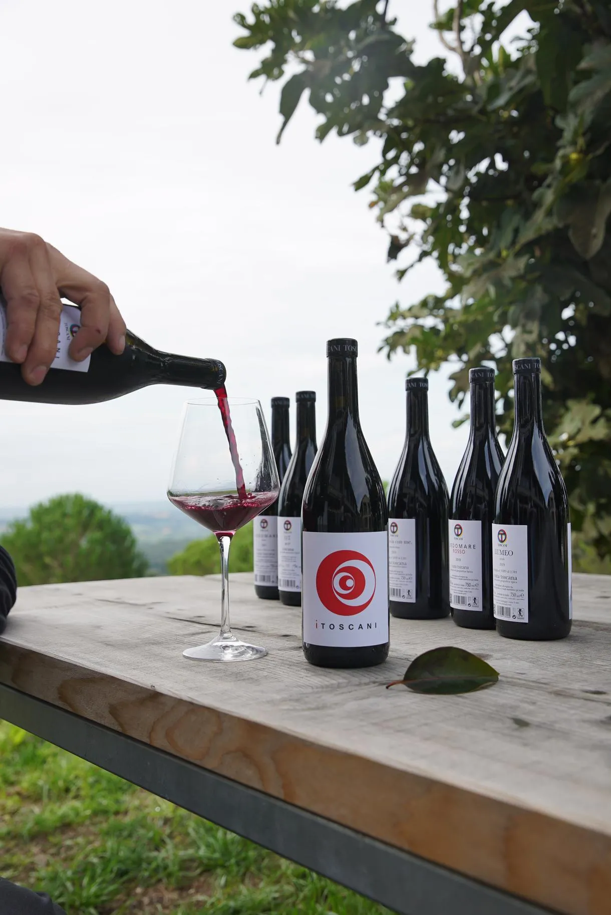 Degustazione di vino e olio all'Azienda Agricola Toscani a Casale Marittimo